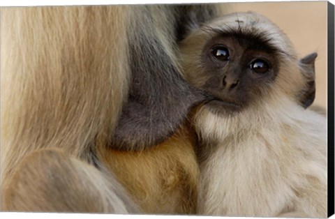 Framed Hanuman Langur monkey feeding, Ranthambhore NP, Rajasthan INDIA Print