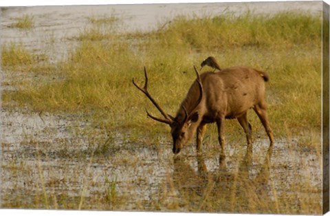 Framed Sambar Deer, Ranthambhore NP, Rajasthan, India Print