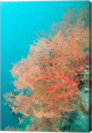 Framed Sea Fan, Raja Ampat region, Papua, Indonesia Print