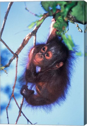 Framed Baby Orangutan, Tanjung Putting National Park, Indonesia Print