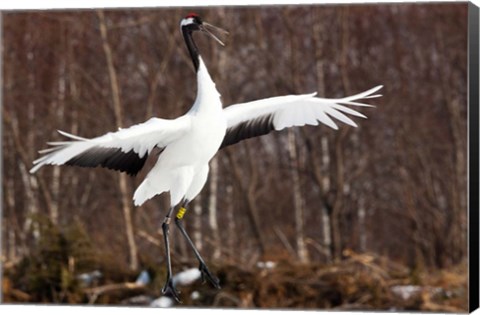 Framed Japanese crane, Hokkaido, Japan Print