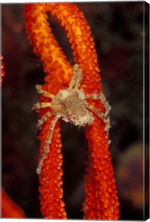 Framed Commensul Crab on Soft Coral, Indonesia Print