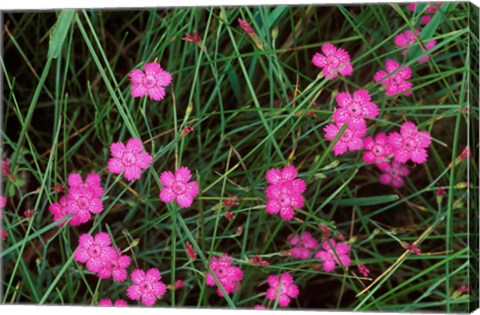 Framed Nadeshiko (Wild Pinks), Daisetsuzan NP, Hokkaido, Japan Print