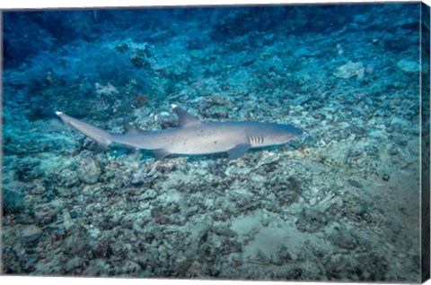 Framed WhiteTip Reef Shark, Malaysia Print