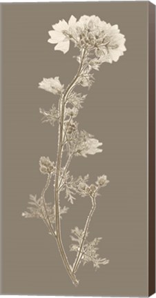 Framed Taupe Nature Study I Print