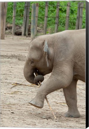 Framed Baby elephant with bamboo in trunk, Malaysia Print