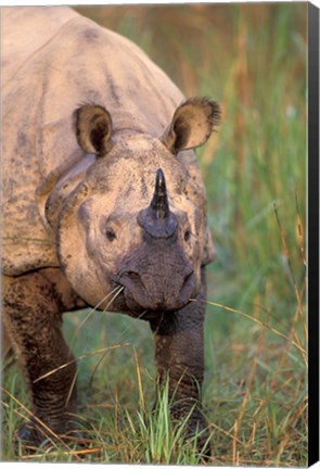 Framed Asia, Nepal, Royal Chitwan NP. Indian rhinoceros Print