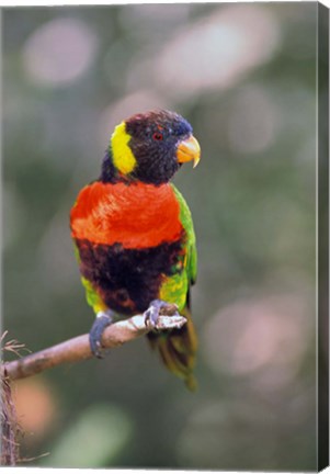 Framed Australia Rainbow Lorikeet bird Print