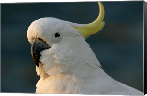 Framed Cockatoo, Sydney Harbor, Australia Print