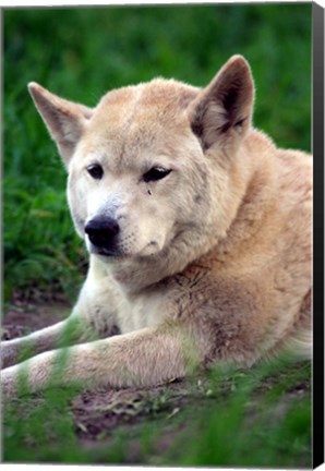 Framed Dingo, Australia Print