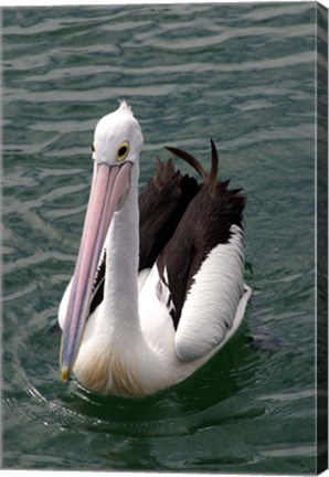 Framed Pelican, Sydney Harbor, Australia Print