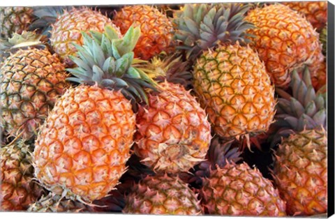 Framed Pineapples, Sunshine Coast, Queensland, Australia Print