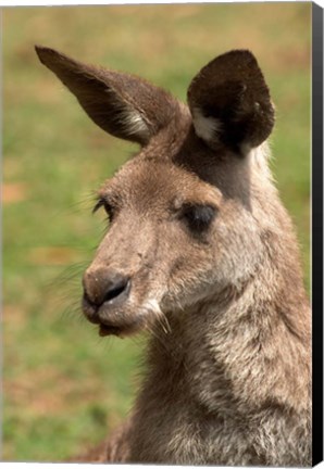 Framed Grey Kangaroo, Australia Print