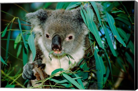 Framed Koala Eating, Rockhampton, Queensland, Australia Print