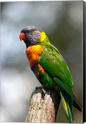 Framed Rainbow Lorikeet, Australia (close up) Print