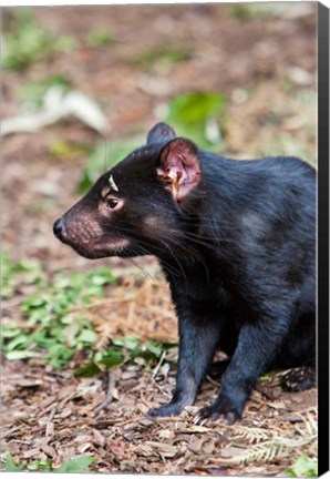 Framed Tasmanian Devil wildlife, Tasmania, Australia Print