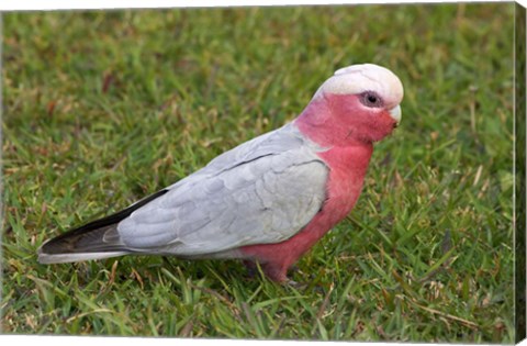 Framed Galah bird, Nambucca Heads, New South Wales, Australia Print