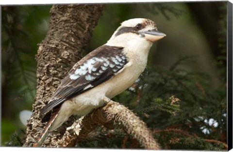 Framed Laughing Kookaburra, Sydney, New South Wales, Australia Print