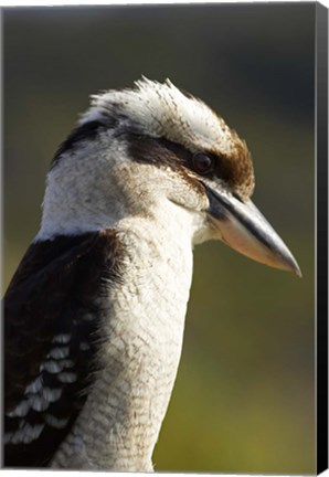 Framed Laughing Kookaburra bird, Nambucca Heads, NSW, Australia Print