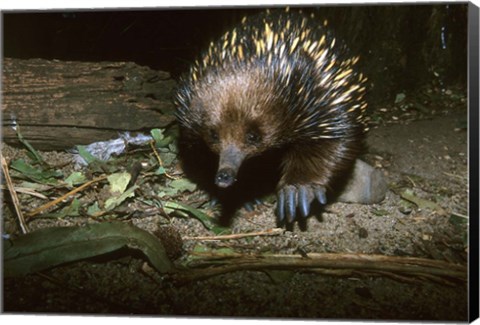 Framed Short Beaked Echidna, Monotreme, Australia Print