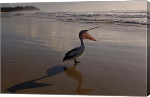 Framed Australian pelican bird on the beach, Stradbroke Island, Australia Print