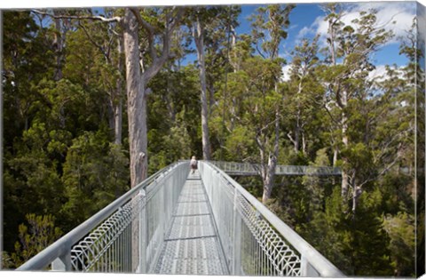 Framed AirWalk, Paths, Tahune Forest, Tasmania, Australia Print