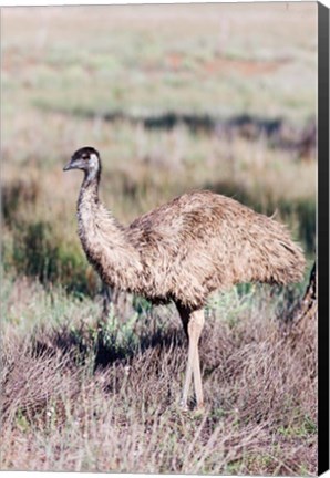 Framed Emu wildlife, Australia Print