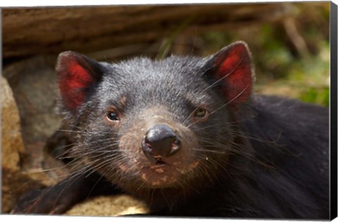 Framed Tasmanian Devil wildlife, Southern Tasmania, Australia Print