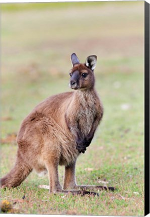 Framed Western grey kangaroo, Australia Print