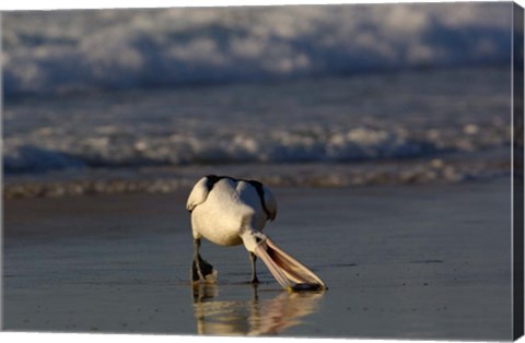 Framed Australian pelican bird, Stradbroke Island, Australia Print