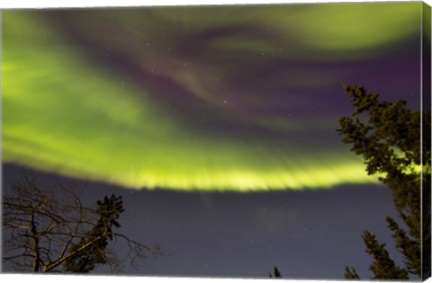 Framed Aurora Borealis with Trees, Yukon, Canada Print