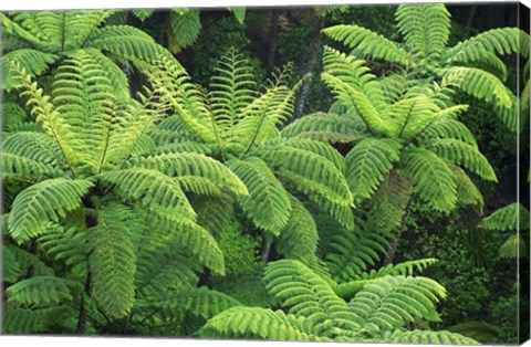 Framed Ferns, AH Reed Memorial Kauri Park, Whangarei, Northland Print