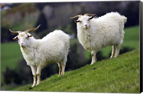 Framed Pair of Goats, Taieri, South Island, New Zealand Print