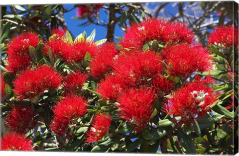 Framed Pohutukawa Flowers Print