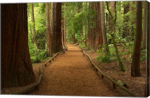 Framed Path through Redwood Forest, Rotorua, New Zealand Print