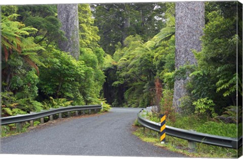 Framed Road between Kauri Trees, Waipoua Kauri Forest, Northland, New Zealand Print