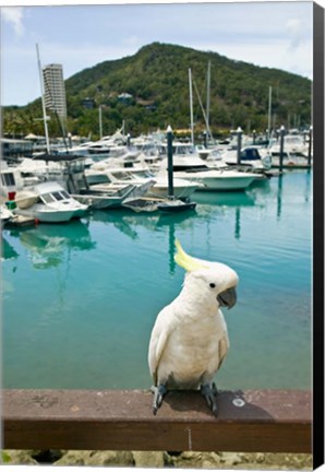 Framed Australia, Sulphur Crested Cockatoo tropical bird Print