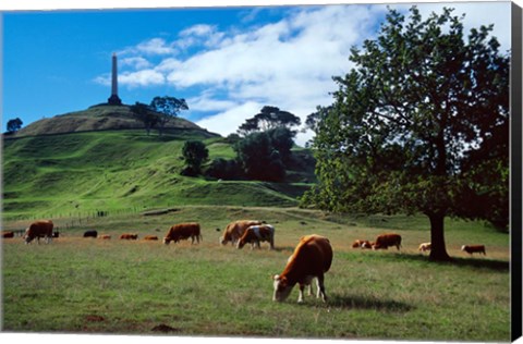 Framed Cows, One Tree Hill, Auckland Print