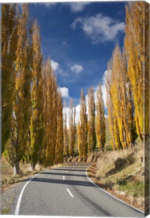 Framed Autumn, Rangitikei District, North Island, New Zealand Print