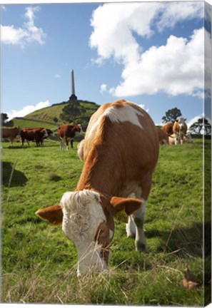 Framed Cows, Farm animal, Auckland, North Island, New Zealand Print