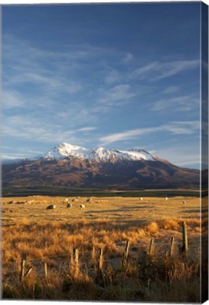 Framed Farm Scene, Mt Ruapehu, North Island, New Zealand Print