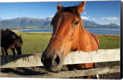 Framed Horse, Kaikoura, Marlborough, South Island, New Zealand Print