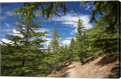 Framed Larch Forest by Lake Benmore, Waitaki Valley, North Otago, South Island, New Zealand Print