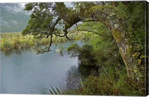 Framed Mirror Lakes, Milford Road, Fiordland, South Island, New Zealand Print