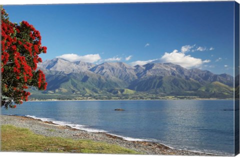 Framed Pohutukawa Tree, Marlborough, South Island, New Zealand Print