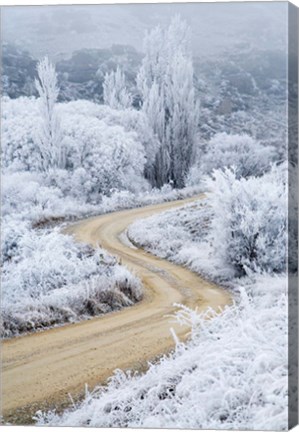 Framed Hoar Frost and Road by Butchers Dam, South Island, New Zealand (vertical) Print