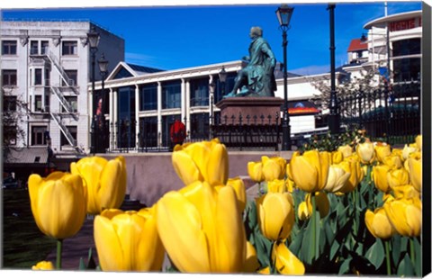 Framed Yellow tulips, Octagon, Dunedin, New Zealand Print