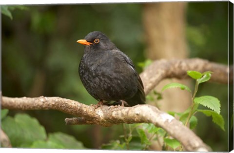 Framed Blackbird, Karori Wildlife, North Island, New Zealand Print