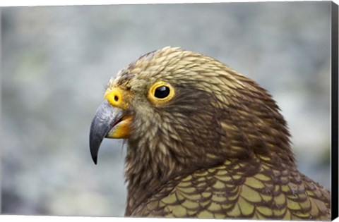 Framed Kea, Alpine Parrot, Tropical Bird, New Zealand Print