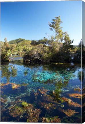 Framed Pupu Springs, Golden Bay, South Island, New Zealand Print